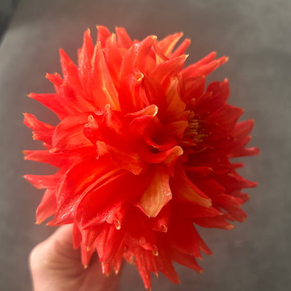 Ring of Fire (Orange Dahlia)