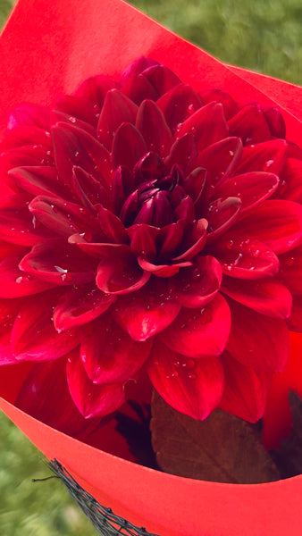Arabian Night Dahlia (dark red/pink)