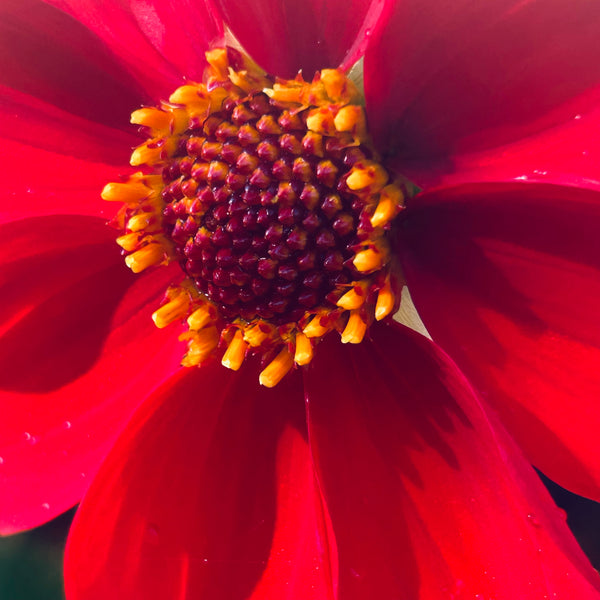 Red Joy 155 Seedling Dahlia