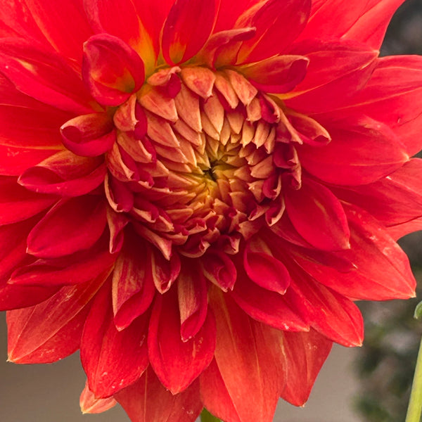Ring of Fire (Orange Dahlia)