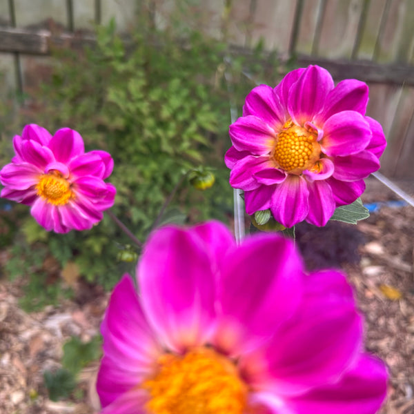 Purple Joy 157 - Purple Dahlia Seedling