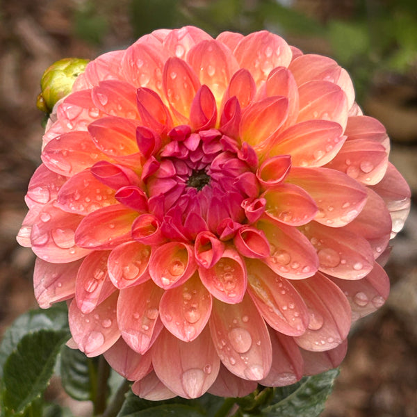 Sebastian - peachy dahlia