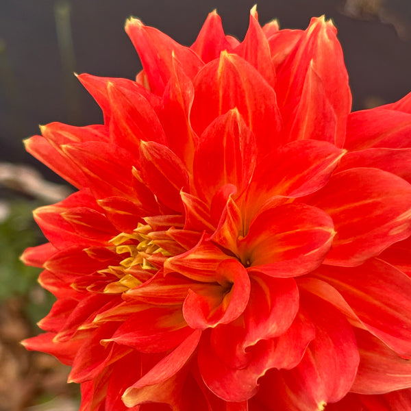 Ring of Fire (Orange Dahlia)