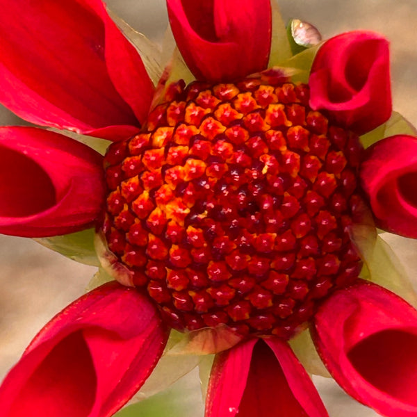Red Joy 155 Seedling Dahlia