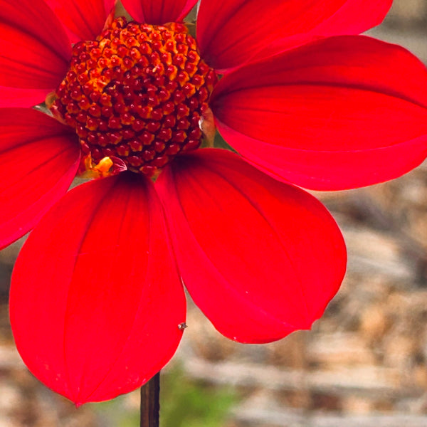 Red Joy 155 Seedling Dahlia