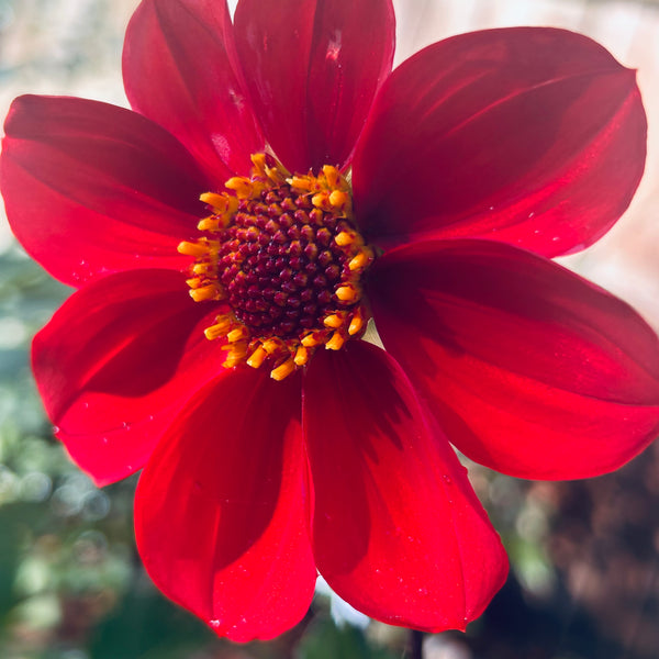 Red Joy 155 Seedling Dahlia