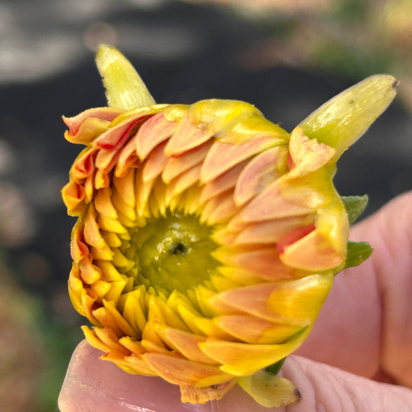 Ring of Fire (Orange Dahlia)