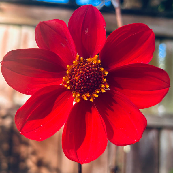 Red Joy 155 Seedling Dahlia