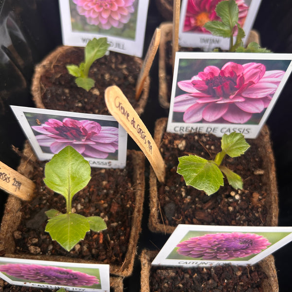Creme de Cassis (Purple Dahlia)
