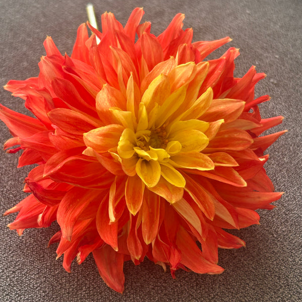 Ring of Fire (Orange Dahlia)