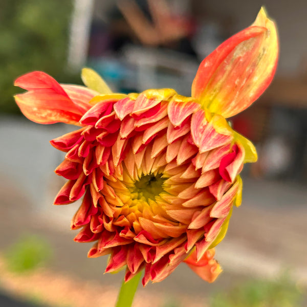 Ring of Fire (Orange Dahlia)