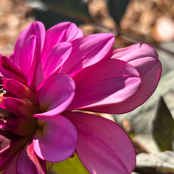 Melissa Anna Marijke Dahlia