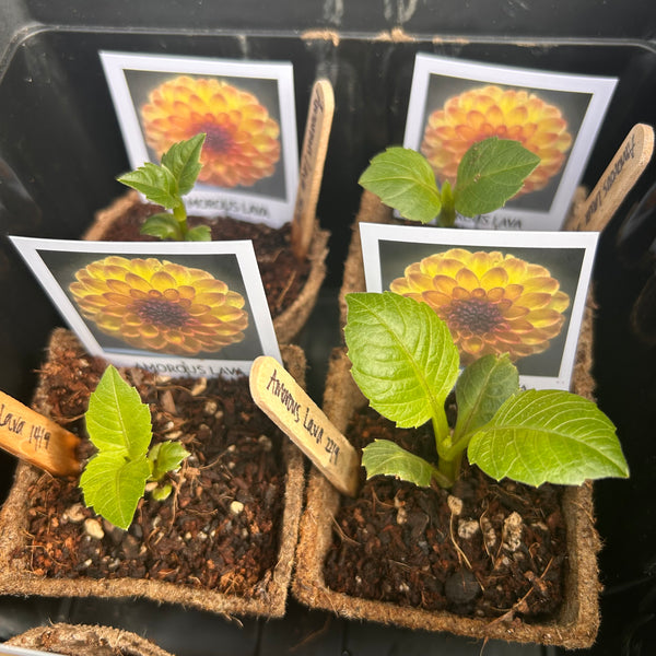 Amorous Lava dahlia seedling cutting