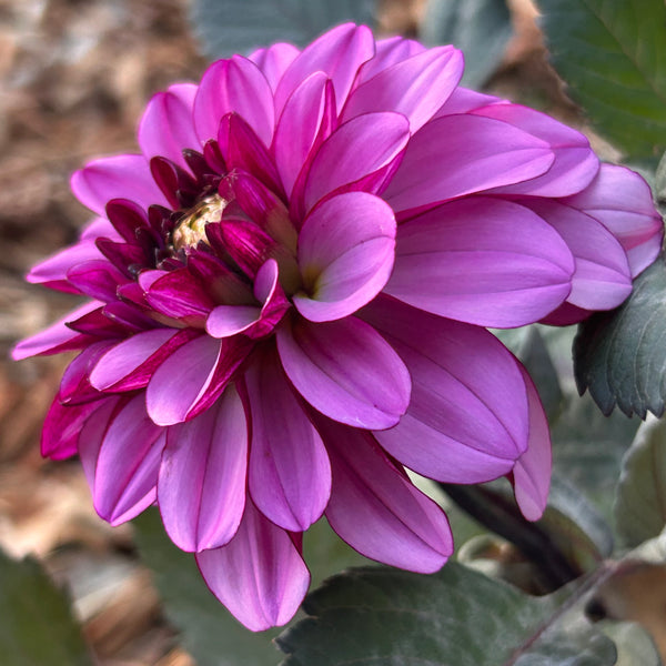 Melissa Anna Marijke Dahlia