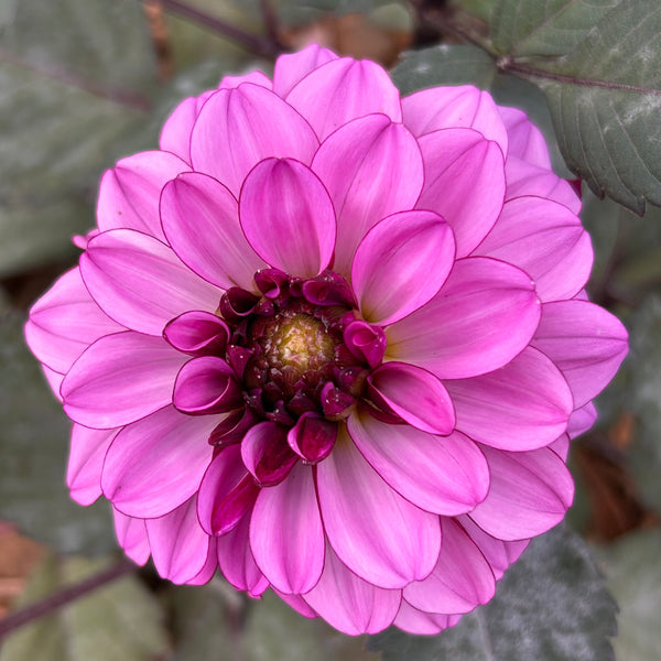 Melissa Anna Marijke Dahlia