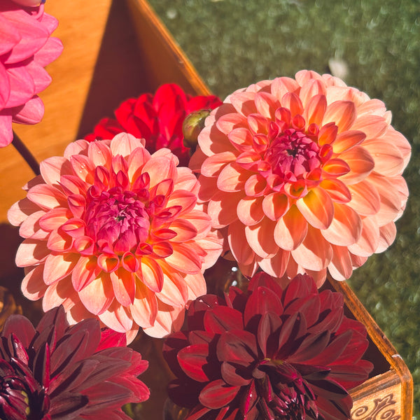 Sebastian - peachy dahlia