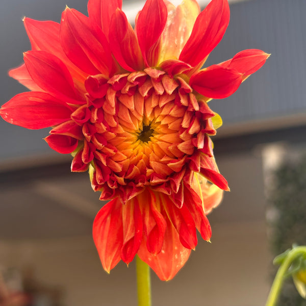 Ring of Fire (Orange Dahlia)