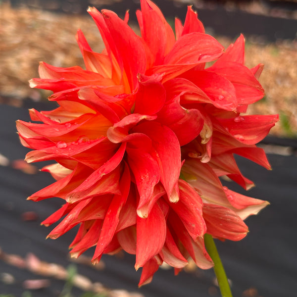 Ring of Fire (Orange Dahlia)