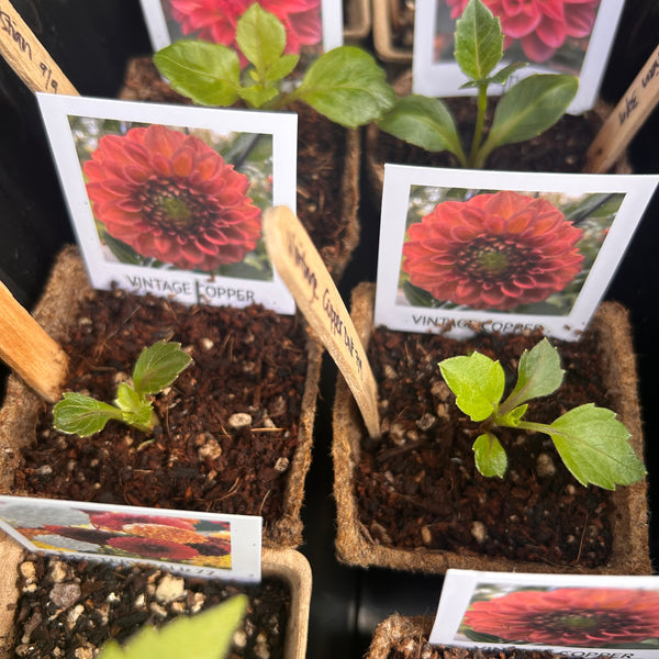Vintage Copper Dahlia