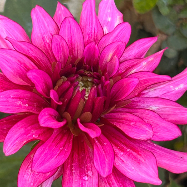 Art Nouveau - Pink Dahlia