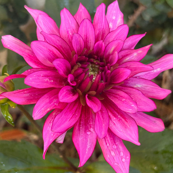 Art Nouveau - Pink Dahlia