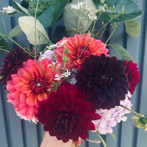 La Recoleta Dahlia (dark red-black)