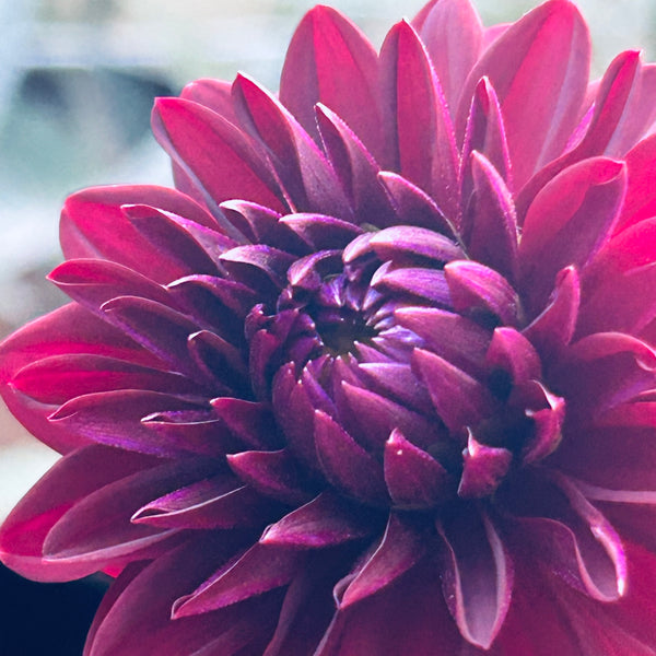 Arabian Night Dahlia (dark red/pink)