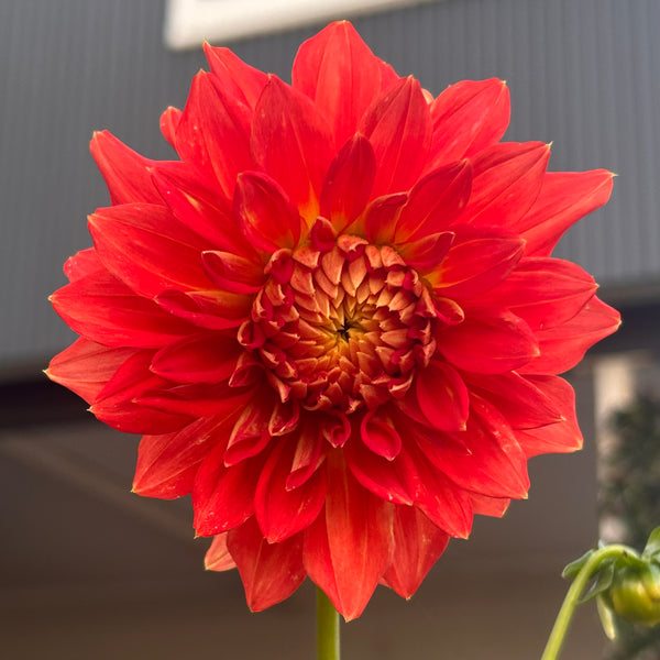 Ring of Fire (Orange Dahlia)