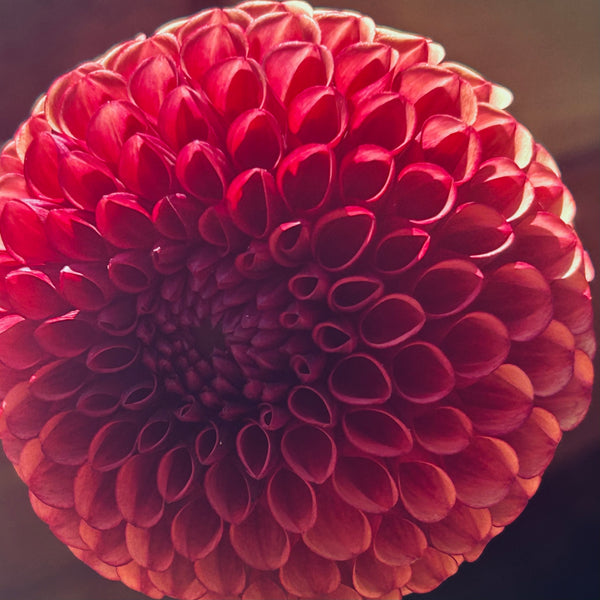 Copper Boy - Ball Dahlia