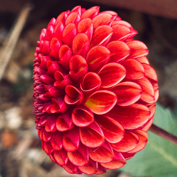 Copper Boy - Ball Dahlia