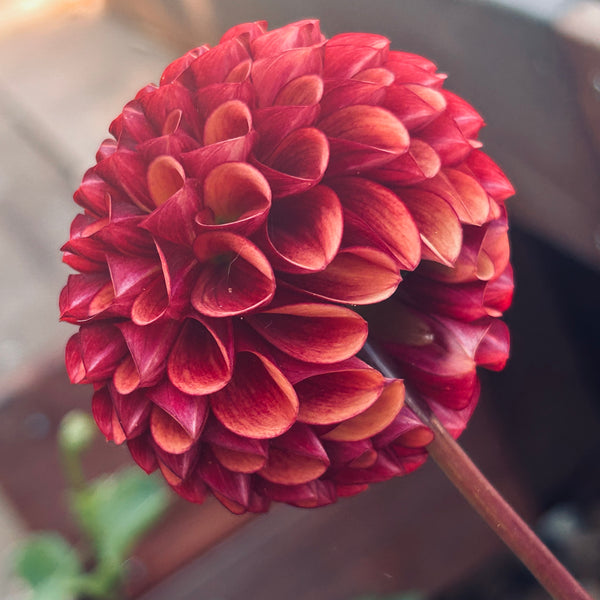Copper Boy - Ball Dahlia