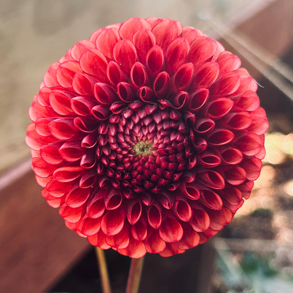 Copper Boy - Ball Dahlia