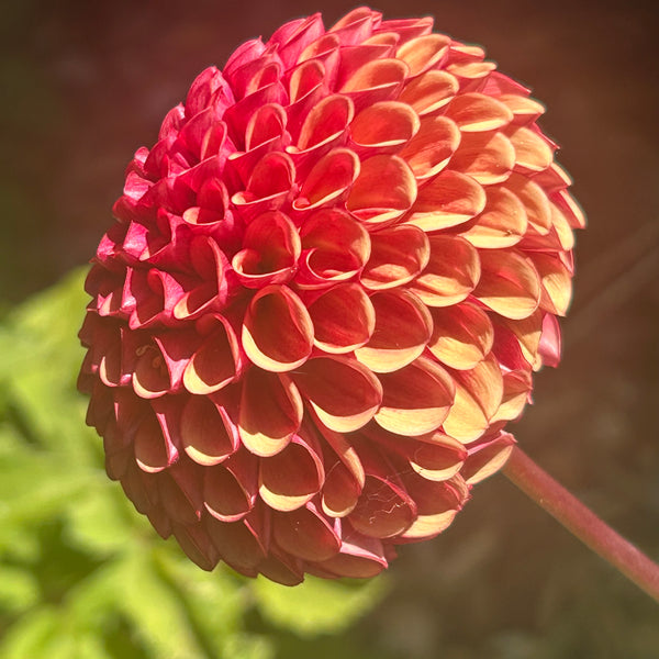 Copper Boy - Ball Dahlia