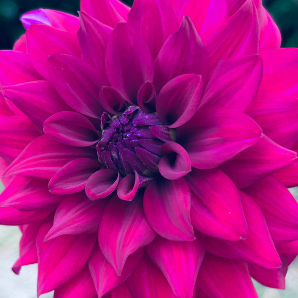 Cornwall Island - hot purple dahlia