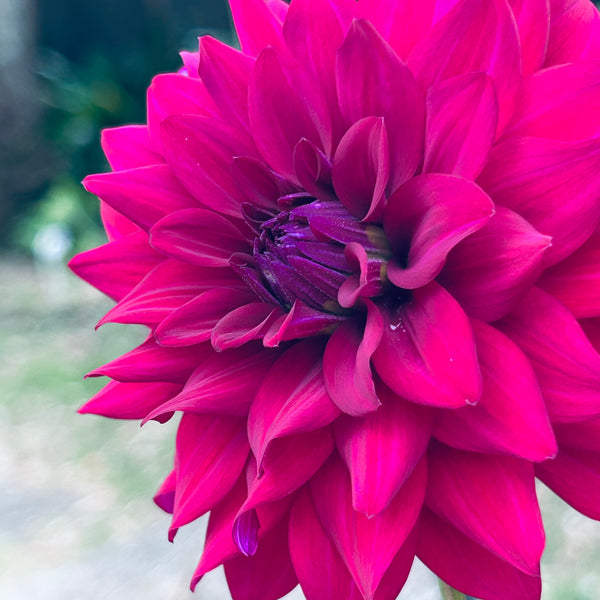 Cornwall Island - hot purple dahlia