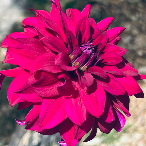 Cornwall Island - hot purple dahlia