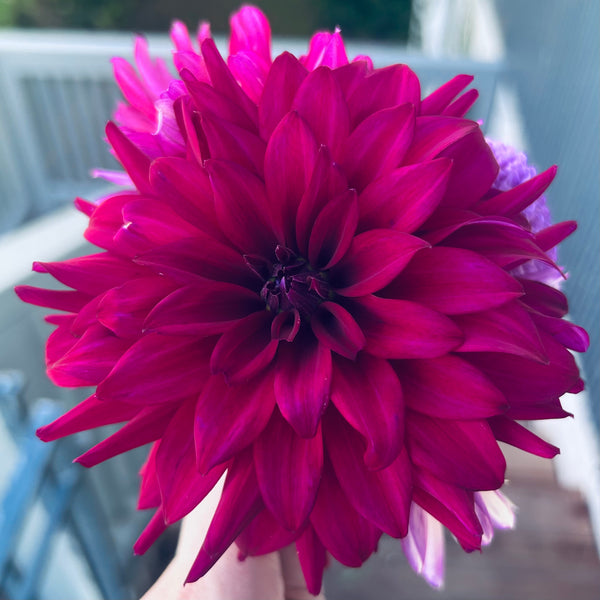 Cornwall Island - hot purple dahlia