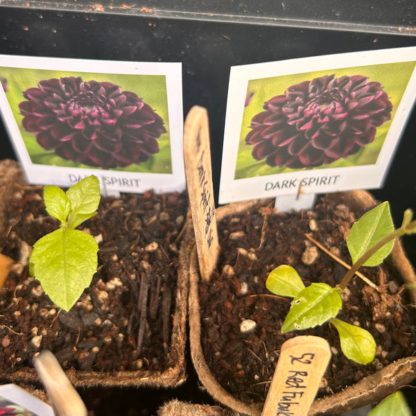 Dark Spirit Dahlia