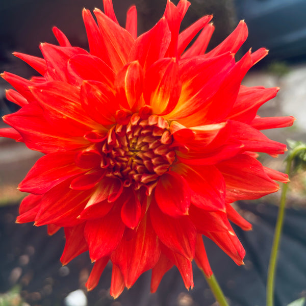 Ring of Fire (Orange Dahlia)