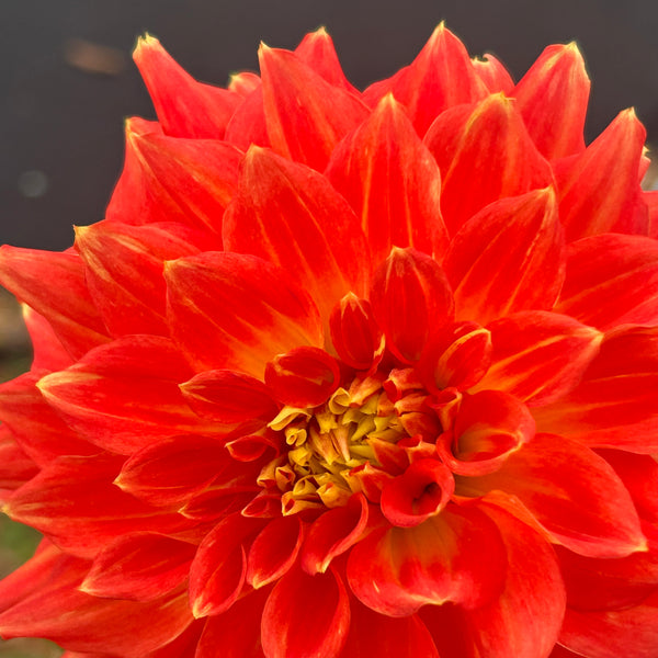 Ring of Fire (Orange Dahlia)