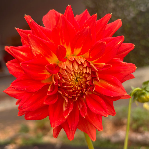 Ring of Fire (Orange Dahlia)