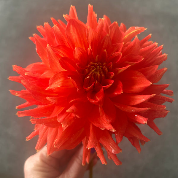 Ring of Fire (Orange Dahlia)