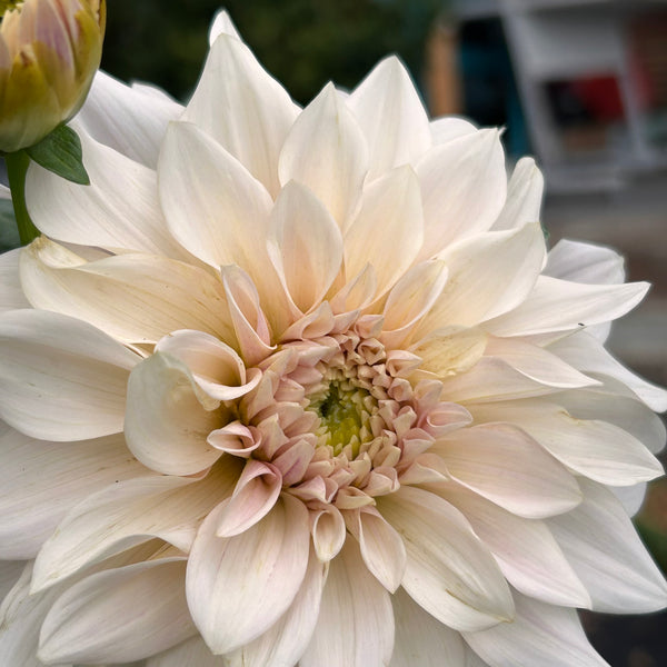 Cafe au Lait (Cream Dahlia)