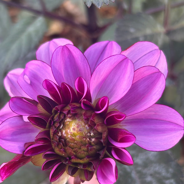 Melissa Anna Marijke Dahlia