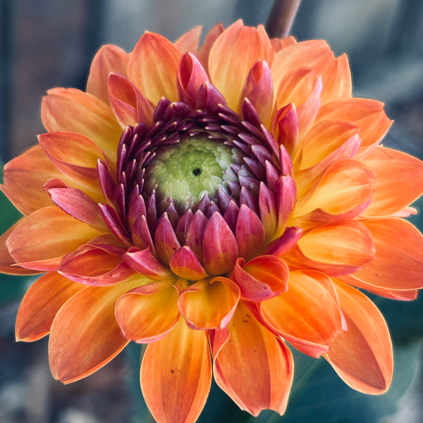 Dahlia Garden 6 pack cuttings