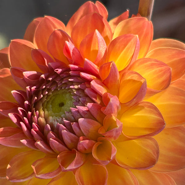 Orange Breeze Dahlia