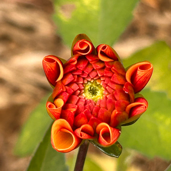 American Sunset - Orange Dahlia