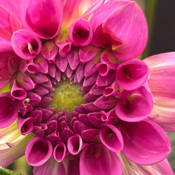 Rosella Dahlia