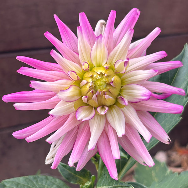 Tui Avis dahlia
