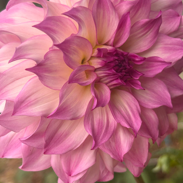 Colorado - pink frilly Dahlia